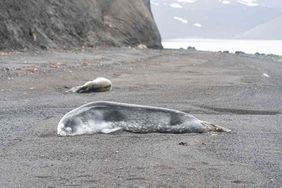 Foca de Weddell - isla Decepción - islas Shetland del Sur 01.jpg
